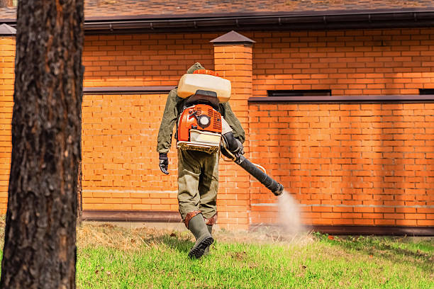 Trusted Ant Control service in Chama, NM - Nex Pest Control